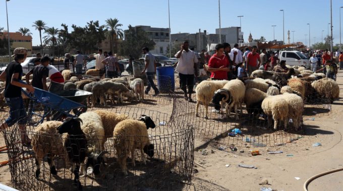 وزارة الاقتصاد تتوقع وصول نحو 300 ألف من الأغنام قبيل العيد
