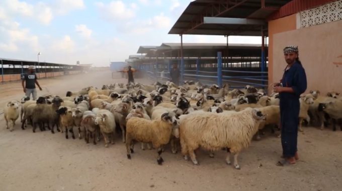بلدي أبوسليم يطالب بالتحقيق في تأخر توريد الأضاحي