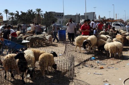 وزارة الاقتصاد تتوقع وصول نحو 300 ألف من الأغنام قبيل العيد