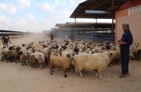 بلدي أبوسليم يطالب بالتحقيق في تأخر توريد الأضاحي