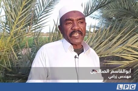 تقرير | تأبير النخيل في حوض مناطق مرزق – وادي عتبة
