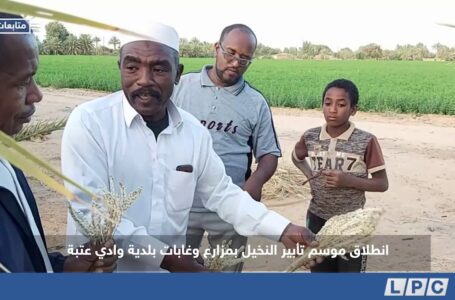 متابعات | انطلاق موسم تأبير النخيل بمزارع و غابات بلدية وادي عتبة