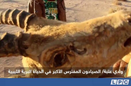 تقرير |  الصيادون المفترس الأكبر في الحياة البرية الليبية