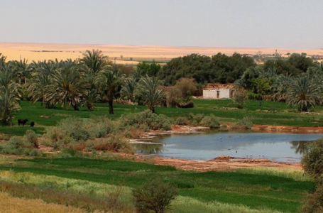 القضاء المصري يؤجل النظر في دعوى ضم واحة الجغبوب إلى أغسطس المقبل