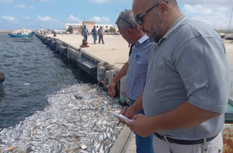 نفوق أعداد كبيرة من الأسماك بحوض ميناء درنة