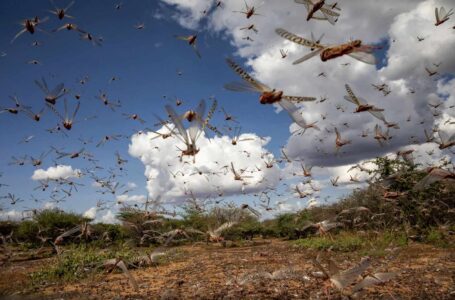 اللجنة الوطنية لمكافحة الحشرات: انتشار الجراد كارثة على المحاصيل الزراعية تحتاج إلى تدخّل سريع