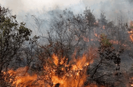تحذيرات من احتمال نشوب حرائق في الغابات بإجدابيا